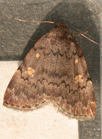 Common Idia Common Idia